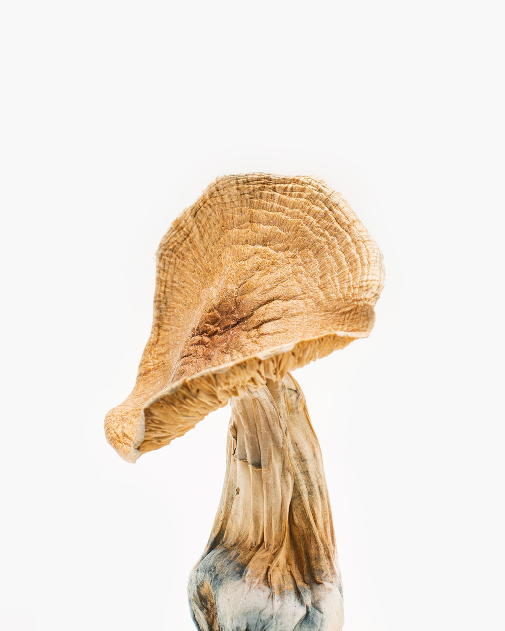 African Kobe Mushroom
