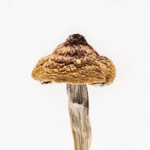 Buy Martinique Mushroom