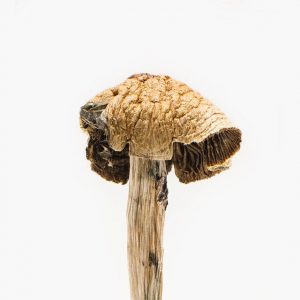 Brazilian Mushroom
