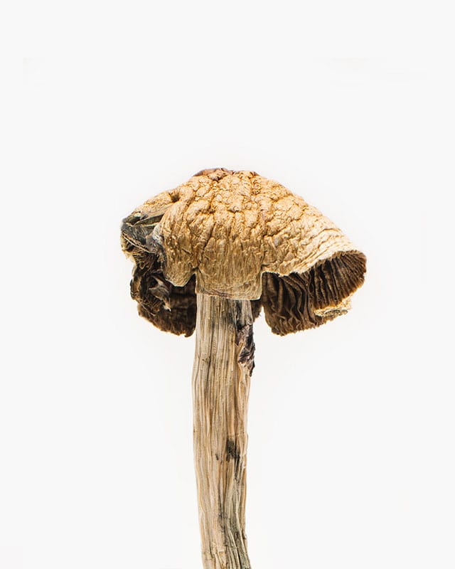 Brazilian Mushroom