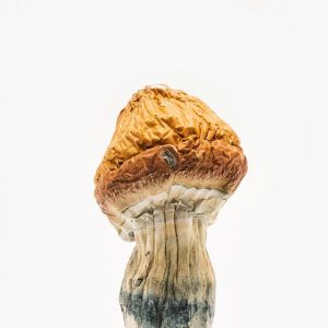 Malabar Coast Mushroom