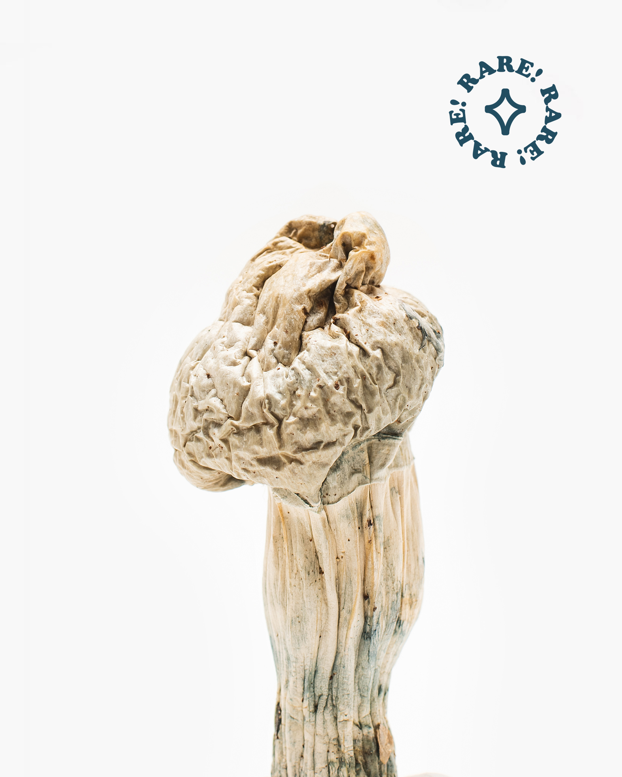 White Jedi Mind Fuck Mushroom