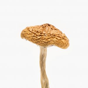 British Columbia Cyanescens Mushroom