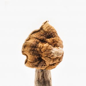 Golden Teacher Mushroom