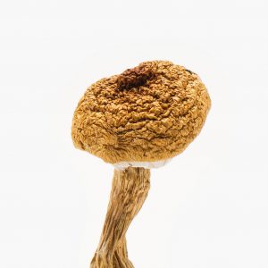 Texas Penis Envy Mushroom
