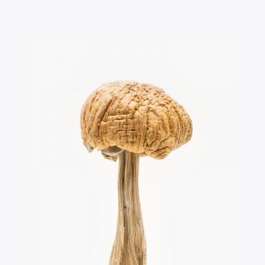 Vietnamese Mushroom