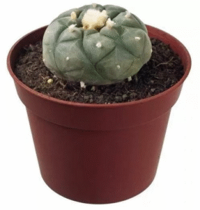 Buy Peyote Cactus