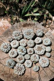 Dried peyote