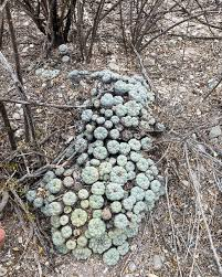 Dried peyote